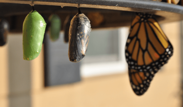 metamorphosis 1490x875 1